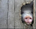 piggysleaze